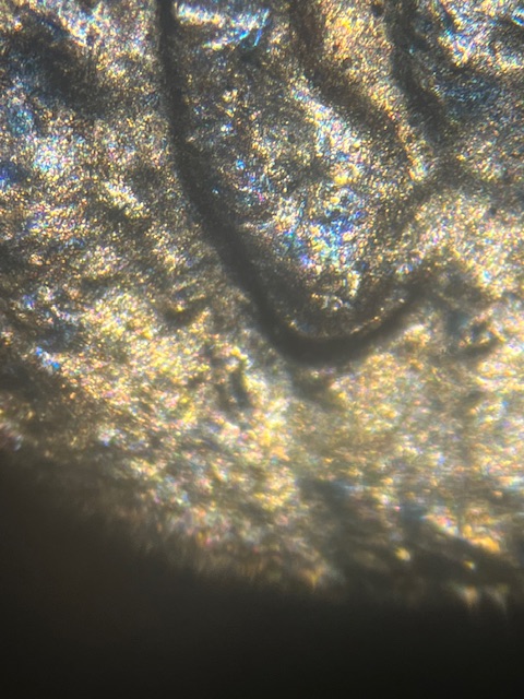 Lincoln-Memorial-Cent-1988-D--Normal-Ear-?-Or-?